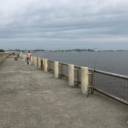 夕方の寝魚探り