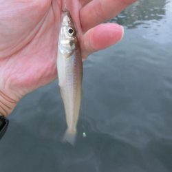 ライトタックルでピンギス狙い