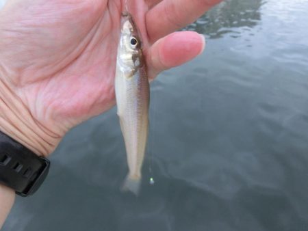 ライトタックルでピンギス狙い