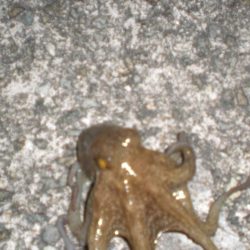 タコ新子50円ぐらいの頭