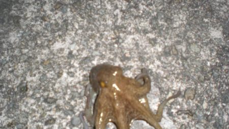 タコ新子50円ぐらいの頭