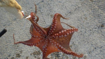 またまたタコ2匹