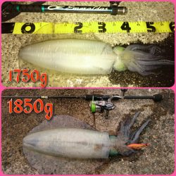 春アオリ4杯、合計6kgオーバー!