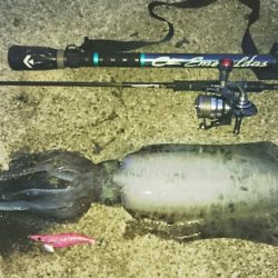 手堅く朝マズメに親イカ♪