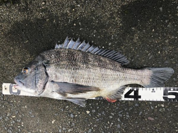 イチノ兄弟、釣果！