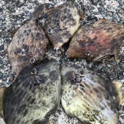 久しぶりのカワハギ