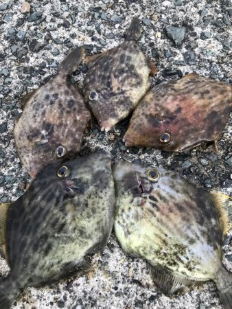 久しぶりのカワハギ