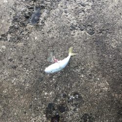 隣の人はいっぱい釣れてたけど、、