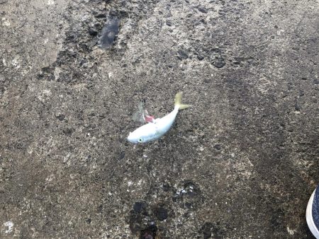 隣の人はいっぱい釣れてたけど、、