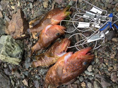 アコウが口から吐き出した物に蟻が集ってた