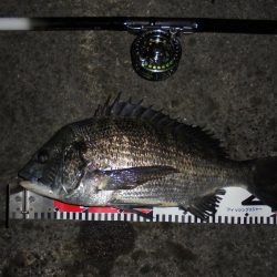 前打ち黒鯛やっときた