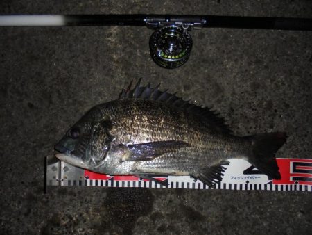 前打ち黒鯛やっときた