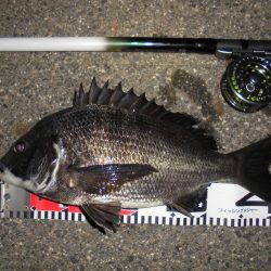 ２週連続クロダイゲット