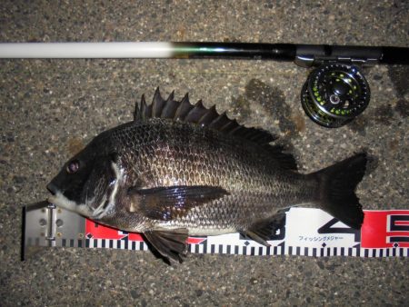 ２週連続クロダイゲット