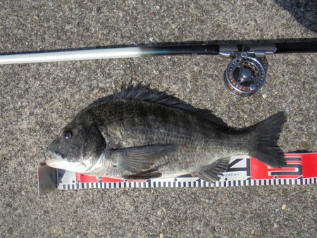 日中前打ち初クロダイ