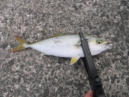 豆アジ高活性だったのに、、、