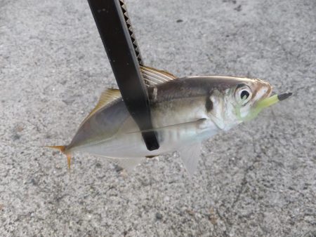 グッドサイズ！