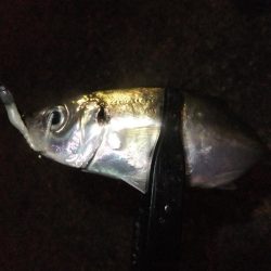 豆アジ好調キープ