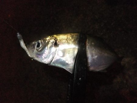 豆アジ好調キープ