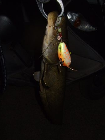 梅雨の合間に開拓