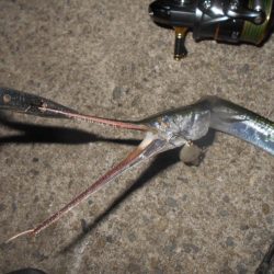 ダツがヒット…。