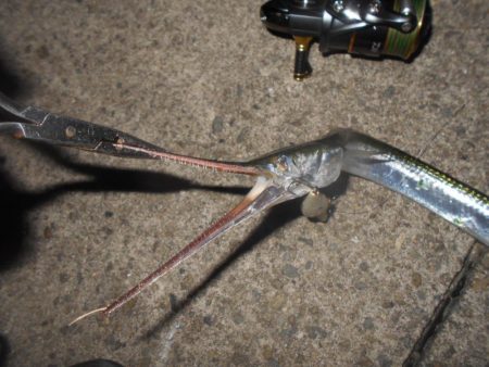 ダツがヒット…。