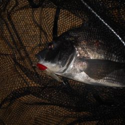 なんという破壊力…。