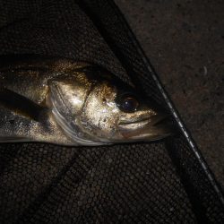 テトラ際で当たる当たる♪