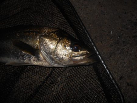 テトラ際で当たる当たる♪