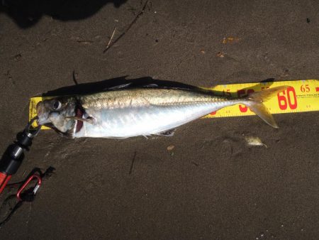 経ヶ岬でデカアジ