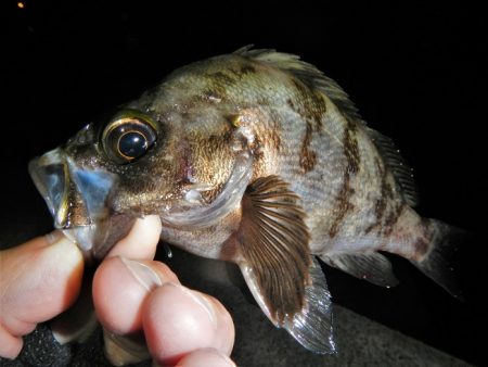 シーバス狙いが