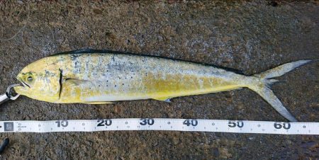 シイラ回遊の時期ですね