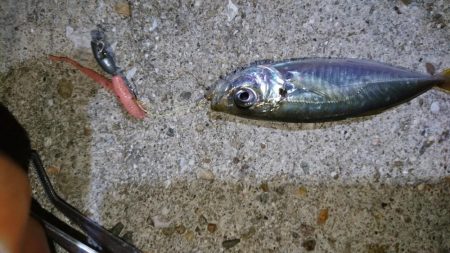 豆アジング！！