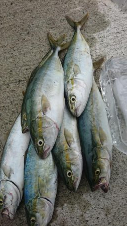 ライトショアジギング