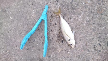 梅雨の晴れ間にファミリーフィッシング