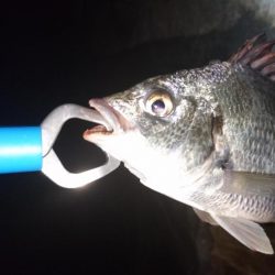 キビレ小さくなった?