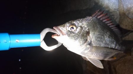 キビレ小さくなった?