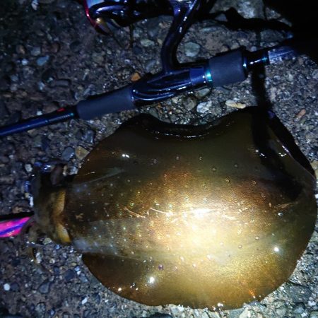 七夕にタナボタ