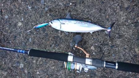 メジカシーズン到来