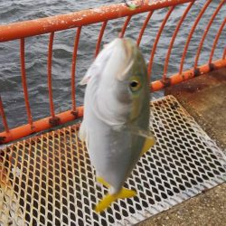 平磯海釣り公園ツバス