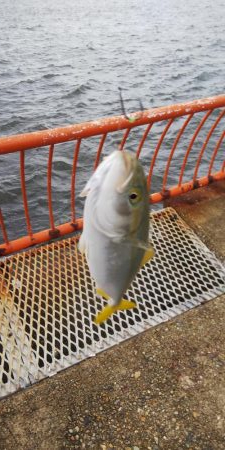 平磯海釣り公園ツバス