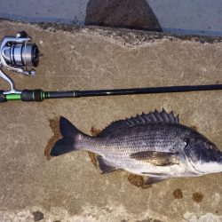 出張先にてチヌ