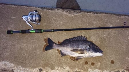 出張先にてチヌ