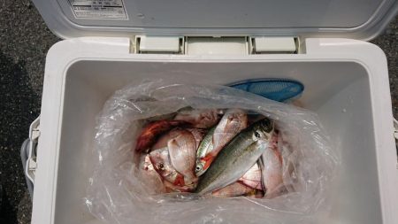 泉州丸で五目釣り