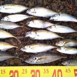 チヌ狙いアジ釣り。