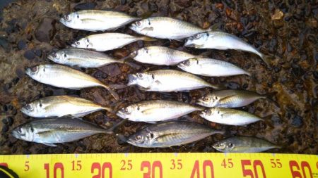 チヌ狙いアジ釣り。