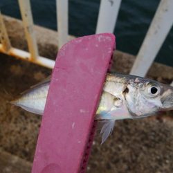 南港海釣り園にて釣行