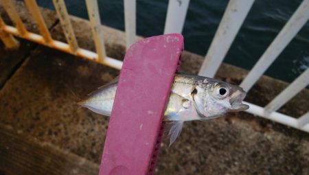 南港海釣り園にて釣行