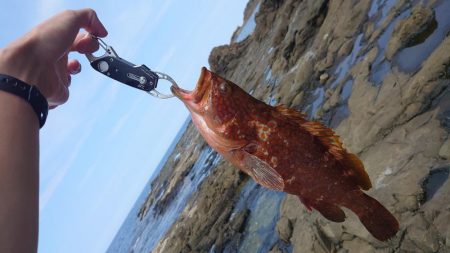 磯からひたすら投げて