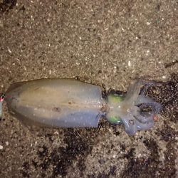 まさかのアオリ